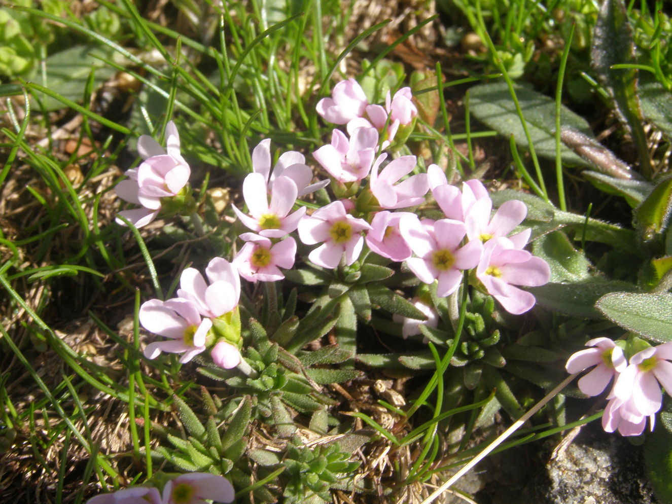 delizia degli occhi : Androsace alpina e Androsace adfinis